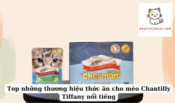 Top những thương hiệu thức ăn cho mèo Chantilly Tiffany nổi tiếng