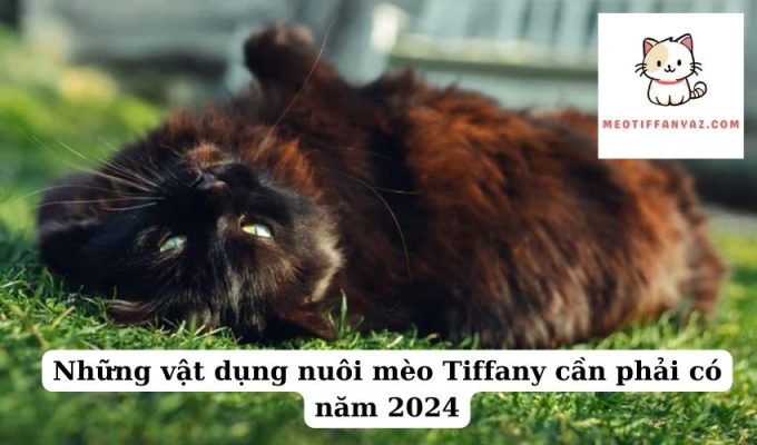 Những vật dụng nuôi mèo Tiffany cần phải có năm 2024