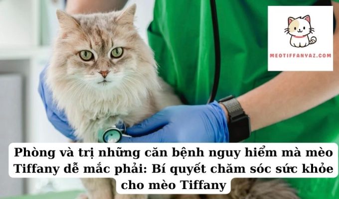 Phòng và trị những căn bệnh nguy hiểm mà mèo Tiffany dễ mắc phải Bí quyết chăm sóc sức khỏe cho mèo Tiffany